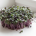 Microgreens: Red Acre Cabbage: Planted to order: 10 -14 days.