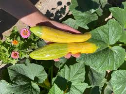Zephyr Yellow Summer Squash 1lb
